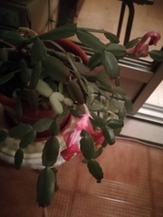 Schlumbergera buckleyi