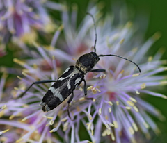 Chlorophorus figuratus