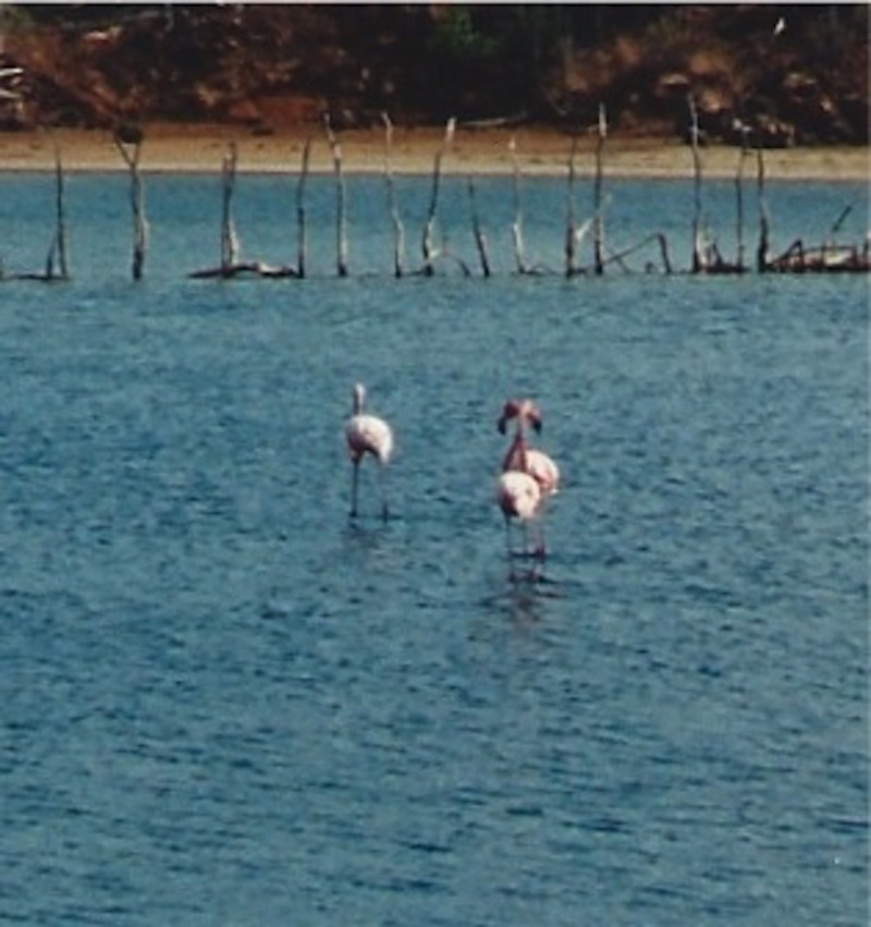 American Flamingo