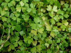 Hydrocotyle tripartita