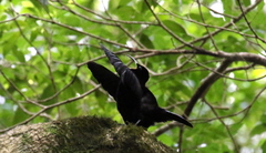 Ptiloris paradiseus