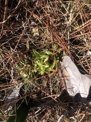Pinguicula lutea