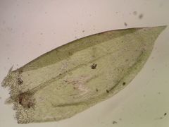 Rhynchostegium murale