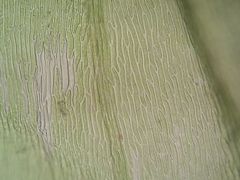 Rhynchostegium murale