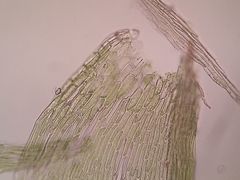 Rhynchostegium murale