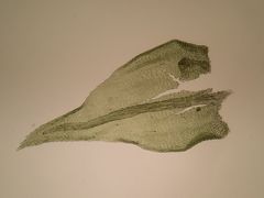 Plasteurhynchium striatulum