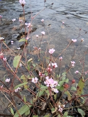 Persicaria hastatosagittata