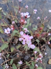 Persicaria hastatosagittata