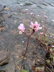 Persicaria hastatosagittata