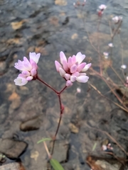 Persicaria hastatosagittata