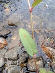Persicaria hastatosagittata