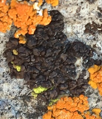 Rhizocarpon bolanderi