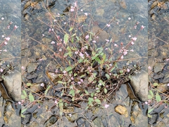 Persicaria hastatosagittata