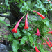 Firecracker Vine - Photo (c) Laura Clark, some rights reserved (CC BY), uploaded by Laura Clark