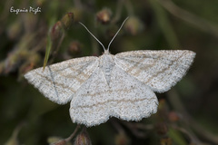 Perconia strigillaria