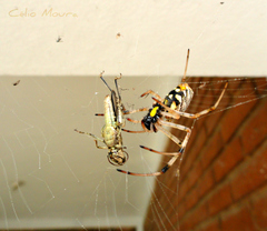 Nephilingis cruentata