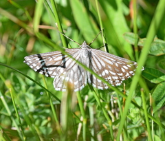 Schistostege decussata
