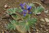 Egyptian Lupine - Photo (c) lougarou, some rights reserved (CC BY-NC), uploaded by lougarou