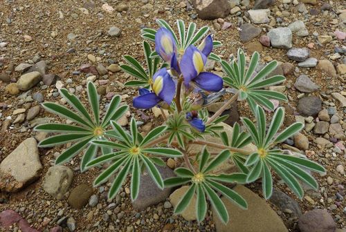 Lupinus digitatus image