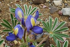 Lupinus digitatus image