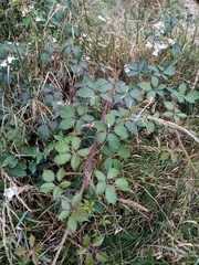 Rubus echinatus