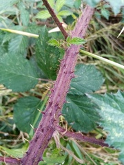 Rubus echinatus
