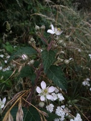 Rubus echinatus