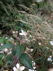 Rubus echinatus