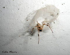 Nephilingis cruentata