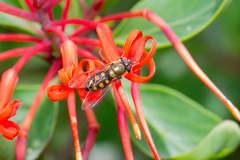Syrphus octomaculatus