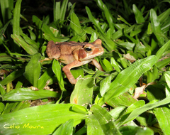Rhinella ornata