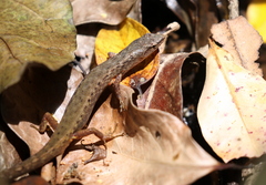 Saproscincus challengeri