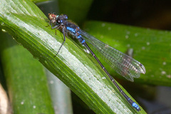 Cyanallagma interruptum