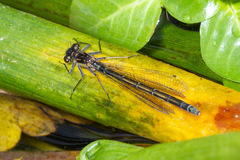 Cyanallagma interruptum