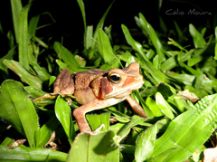 Rhinella ornata
