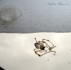 Nephilingis cruentata