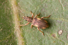 Polydrusus nothofagi