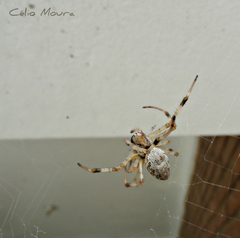 Nephilingis cruentata