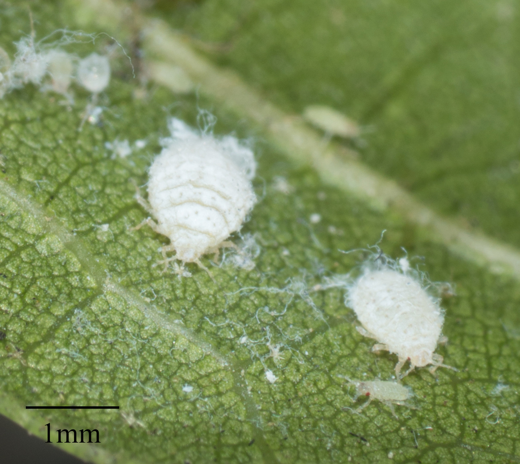 Woolly Oak Aphids