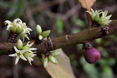 Pleiomeris canariensis image