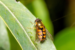 Syrphus octomaculatus