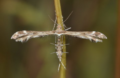 Oxyptilus