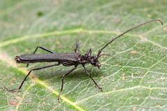 Stenorhopalus gracilis