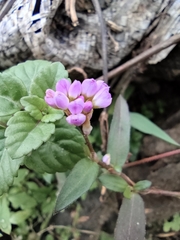 Polygonum criopolitanum
