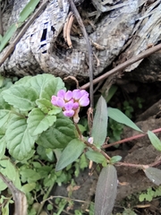 Polygonum criopolitanum