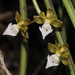 Cleisostoma teretifolium - Photo 由 Xavier Rufray 所上傳的 (c) Xavier Rufray，保留部份權利CC BY-NC