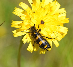 Hycleus polymorphus