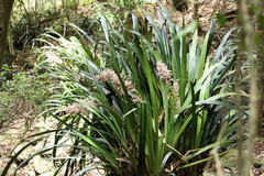 Helmholtzia glaberrima