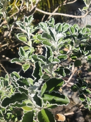 Brachyglottis monroi