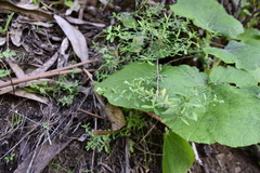 Paronychia canariensis